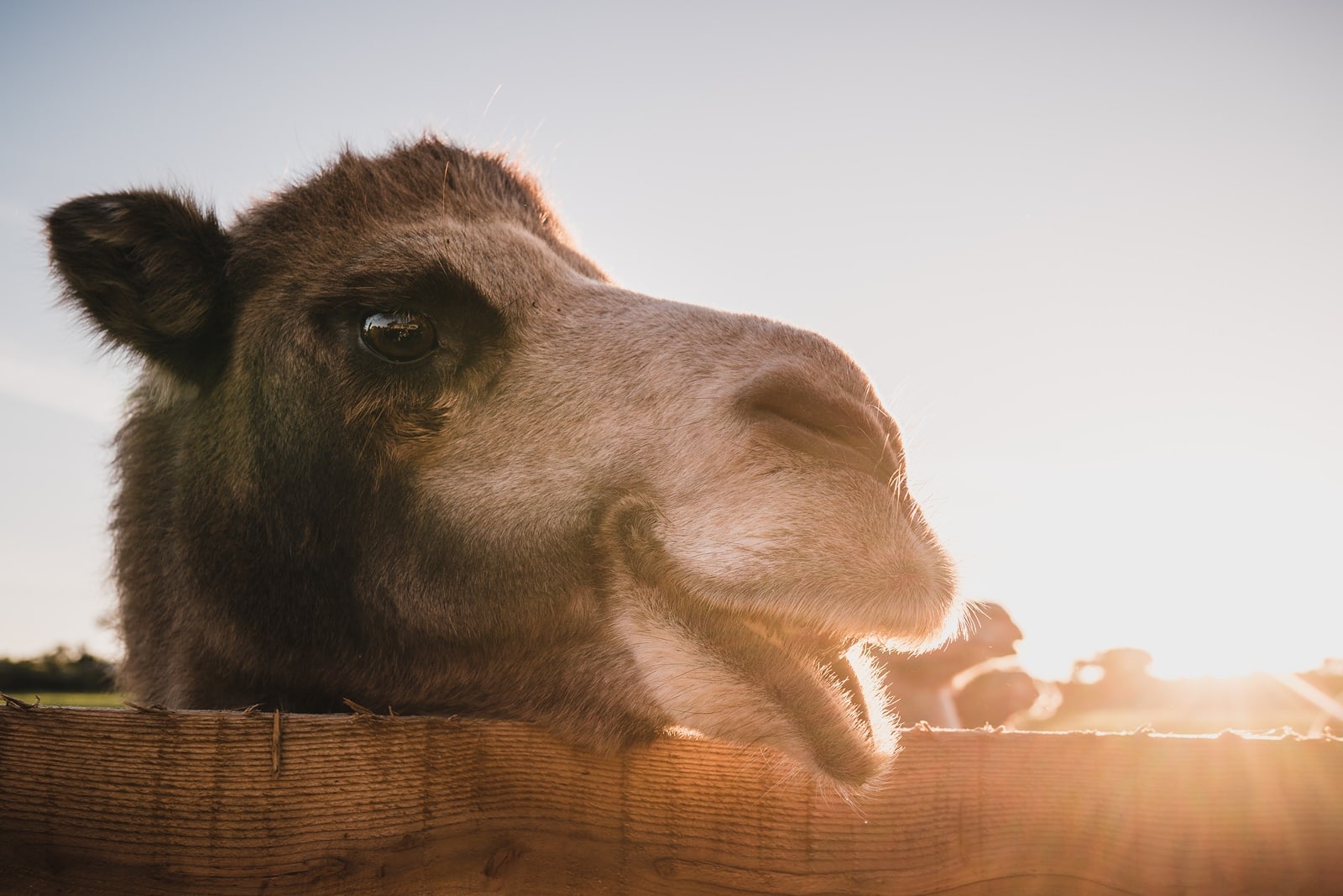 cornish camels rosuick farm wedding