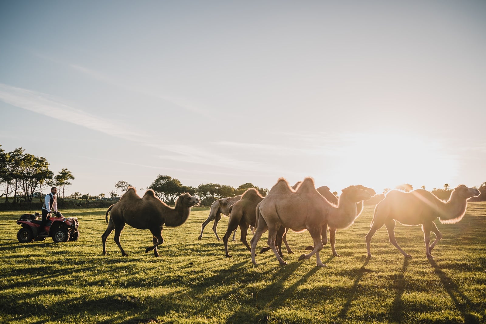 cornish camels rosuick farm wedding
