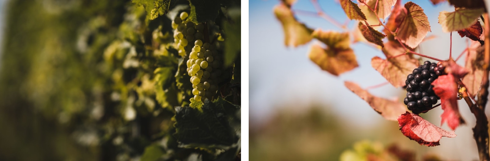 trevibban mill vineyard wedding